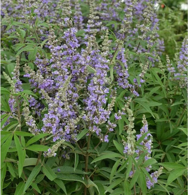 Mönchspfeffer Vitex agnus castus Magical Summertime Blues blau-violett, Höhe: 40-60 cm - Bild 1