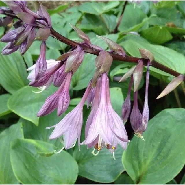 Funkie Purple Heart Hosta cultorum Solitärpflanze in Lila - Bild 1