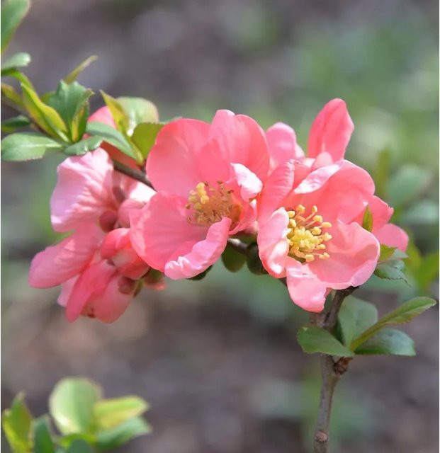 Zierquitte Pink Trail Chaenomeles Heckenpflanze in Pink, Höhe: 40-60 cm - Bild 1