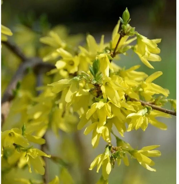Gelbe Forsythie Mikador Strauch für deinen Garten - Bild 1
