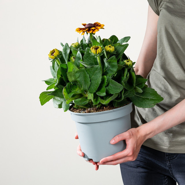 Rudbeckia Sonnenhut von BLUME2000 in Orange für Gartenbeete, Balkonkästen und Terrassenkübel - Bild 1