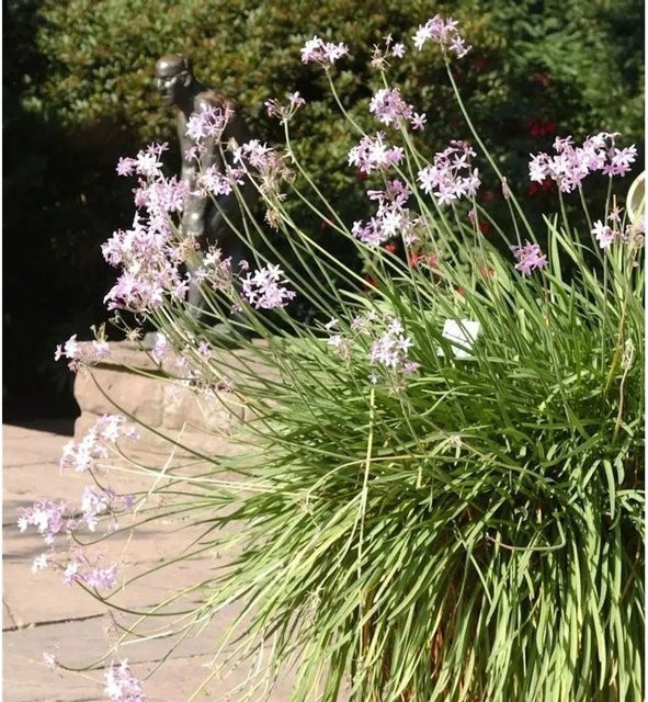 Zimmerknoblauch Tulbaghia violacea Variegata in Lila für den Innenbereich - Bild 1