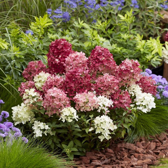 Rispenhortensie Groundbreaker Ruby rosa als Bodendecker und Staudenpflanze - Bild 1