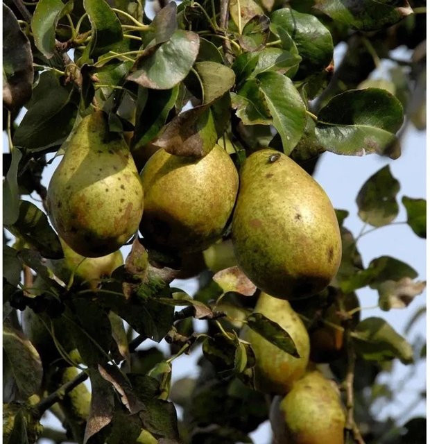 Birne Gräfin von Paris Pyrus communis Obstbaum für den Garten von Nr-01.de - Bild 1