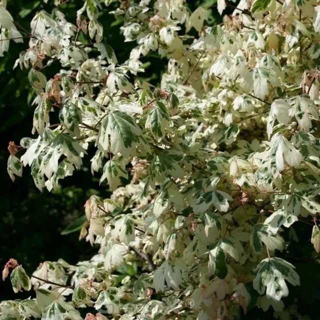 Hochstamm Weißbunter Feldahorn Carnival Acer campestre Solitärbaum, Höhe: 100-125 cm - Bild 1