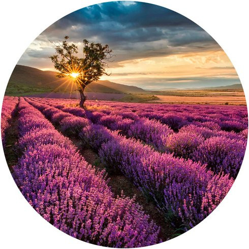 K&L Wall Art Vliestapete Lavendel Acker lila Landschaft, mehrfarbig, matt, B/H: 153 x 140 cm - Bild 1