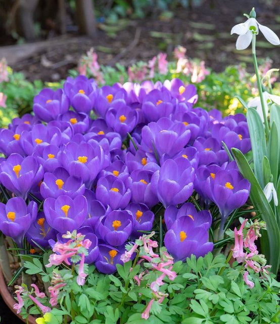 Riesen-Krokus Aqua - Bild 1