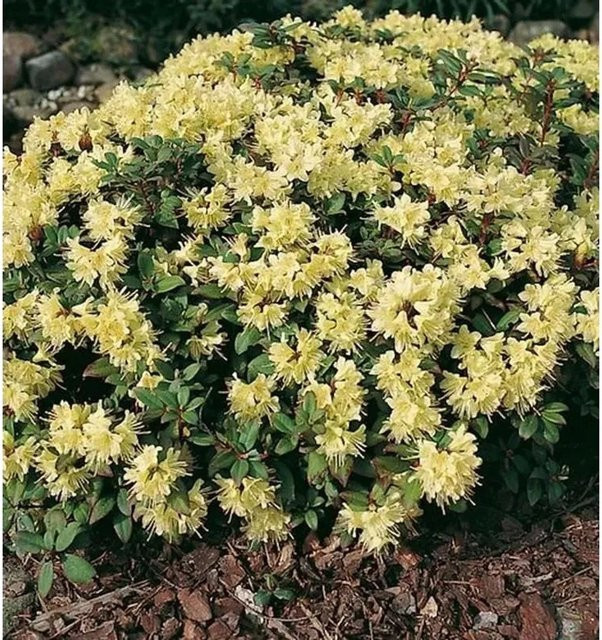Zwerg Rhododendron Princess Anne Alpenrose Nr-01.de Höhe: 20-25 cm - Bild 1