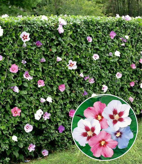 Hibiskus-Hecke - Bild 1