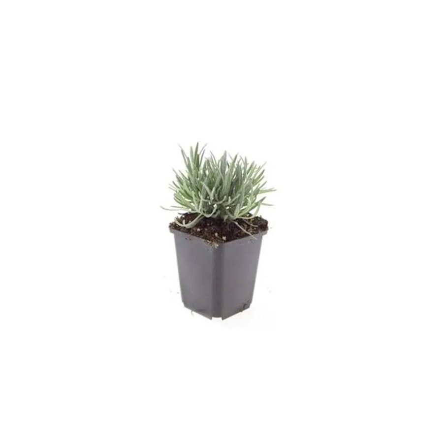 Exotenherz Lavandula Intermedia Lavendel Weiss Set mit 6 Pflanzen im 9cm Topf - Bild 2