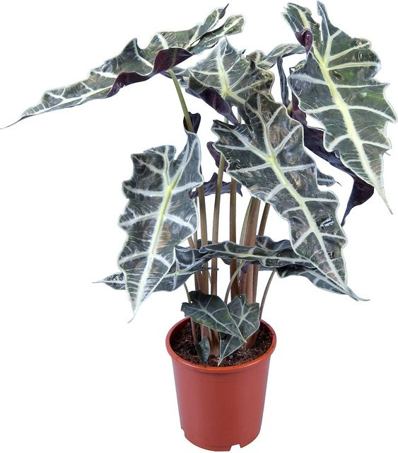 GROW by OBI Alocasia Pfeilblatt Zimmerpflanze im Topf - Bild 1