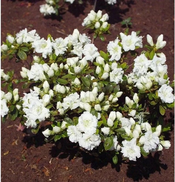 Japanische Azalee Eisprinzessin Rhododendron obtusum als Zwerg Alpenrose in der Topfpflanze - Bild 1