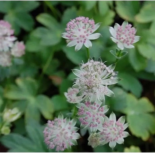 Astrantia major Sterndolde Buckland als pflegeleichte Staude im Topf - Bild 1