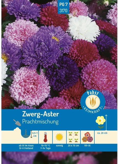 Pabst Keimkraft Zwerg Aster Prachtmischung Saatgut für Beete und Balkonkästen - Bild 1