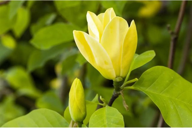 Magnolia Daphne Pflanzen für dich, Höhe: 60-80 cm - Bild 1
