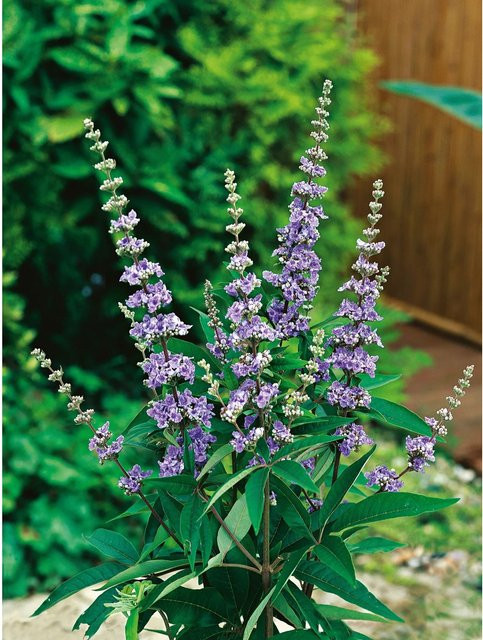 GROW by OBI Mönchspfeffer Vitex in blauem Topf, Höhe: 40 - 50 cm - Bild 1