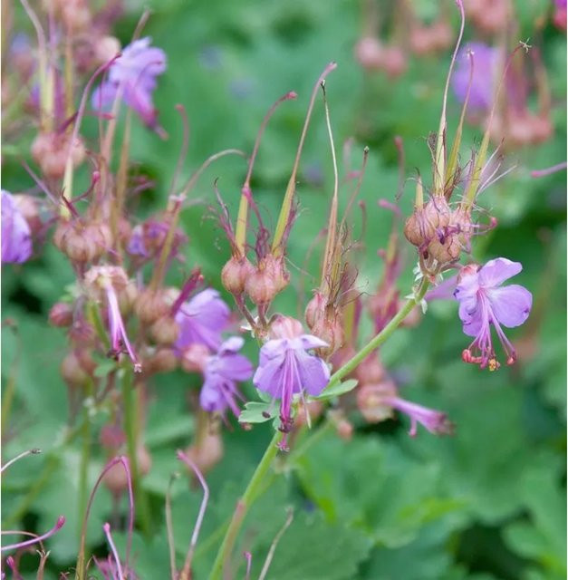 Balkanstorchschnabel Camce Geranium macrorrhizum als winterharte Stauden-Bodendecker für Steingärten - Bild 1