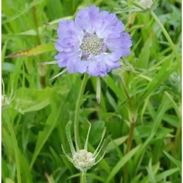 Scabiosa caucasica Kaukasus Skabiose Perfecta als mehrjährige Beet- und Schnittblumenpflanze von Nr-01.de - Bild 1