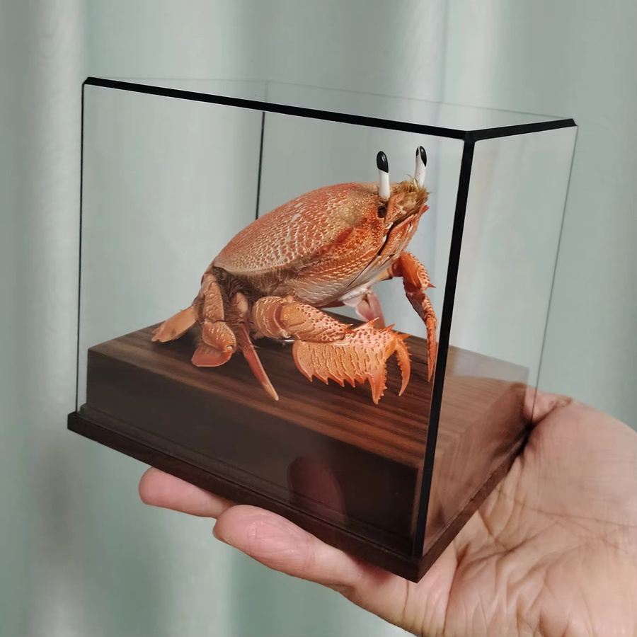 Authentische Ranina-Krabbe als Taxidermie-Sammlerstück in Orange für deine maritime Heimdekoration - Bild 1