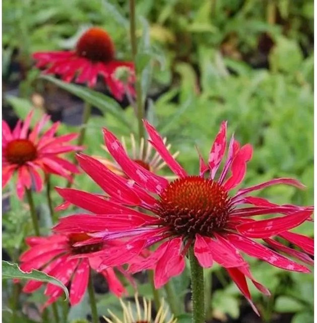 Echinacea purpurea Sonnenhut als mehrjährige Gartenpflanze von Die Nr-01.de - Bild 1