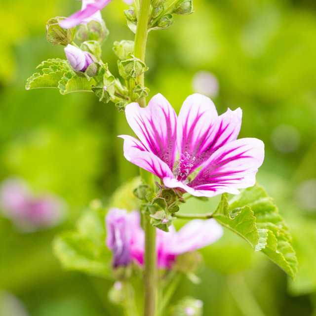 BIO Malve Zebrina Malva sylvestris Staude von BLUME2000, 3 Stück - Bild 1