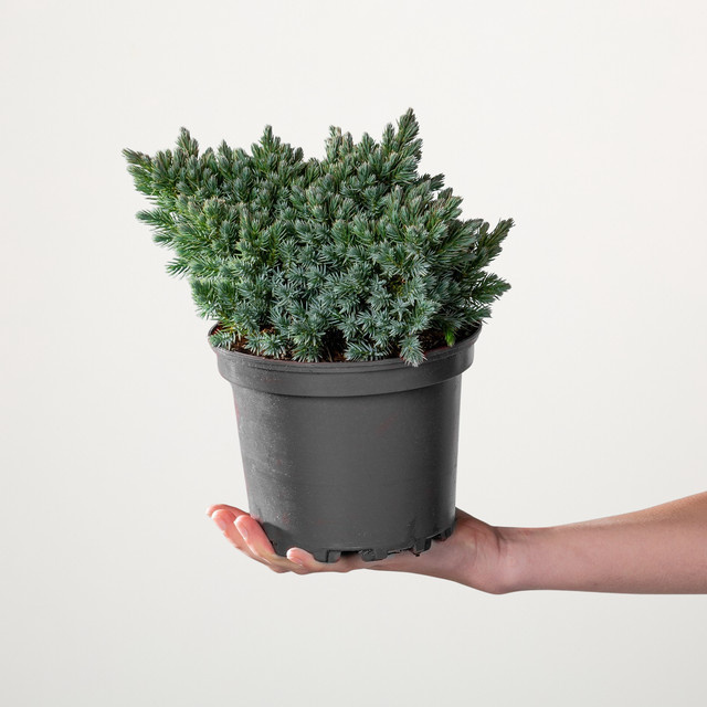 Schuppenwacholder Blue Star Juniperus squamata von BLUME2000 - Bild 1