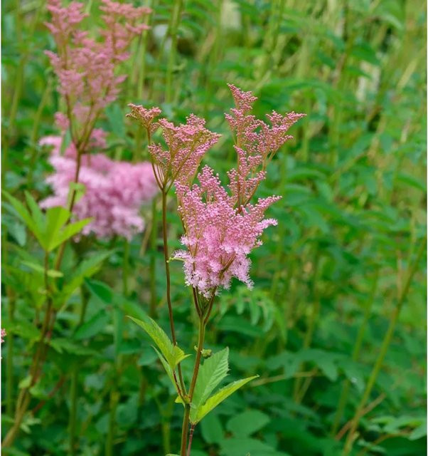 Scheinspiere Rubra Filipendula palmata Strauch in Rot und Pink - Bild 1