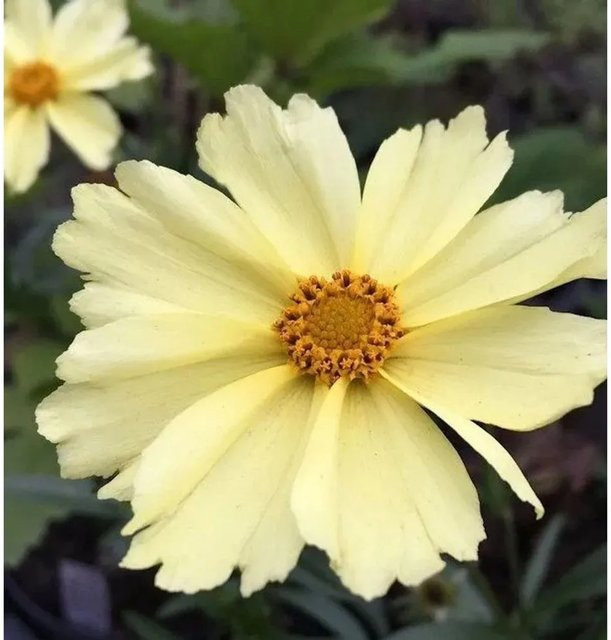 Coreopsis cultorum Mädchenauge Full Moon gelbe Staude für den Garten - Bild 1