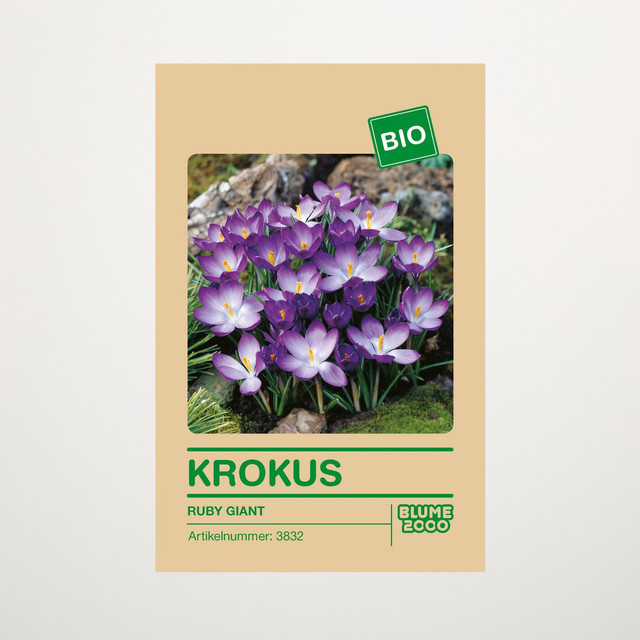 BIO Krokus Ruby Giant Zwiebeln für Frühjahr, 15 Stück - Bild 1