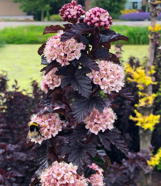 Physocarpus Fasanenspiere Panther im 3-Liter XL Topf - Bild 1
