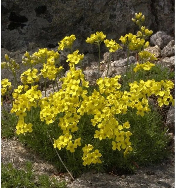 Draba bruniifolia Olymp Felsenblümchen mit gelben Blüten für den Outdoor-Bereich - Bild 1