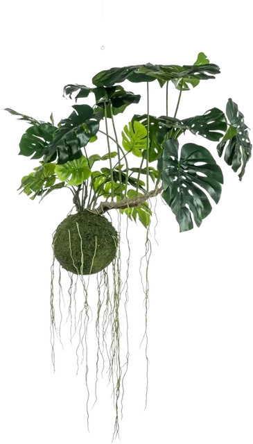 Künstlicher Hänge-Monstera Moos Ball Julian von Aplanta, Höhe: 80 cm - Bild 1