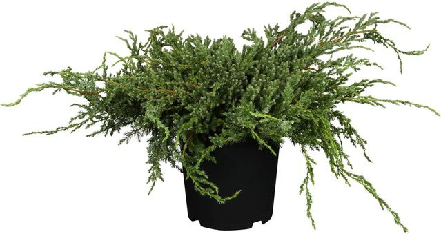 OBI Zwerg-Wacholder Blue Carpet Juniperus squamata Blau, Bodendecker, Topfgröße: 2 Liter, Höhe: 5 - 10 cm - Bild 1