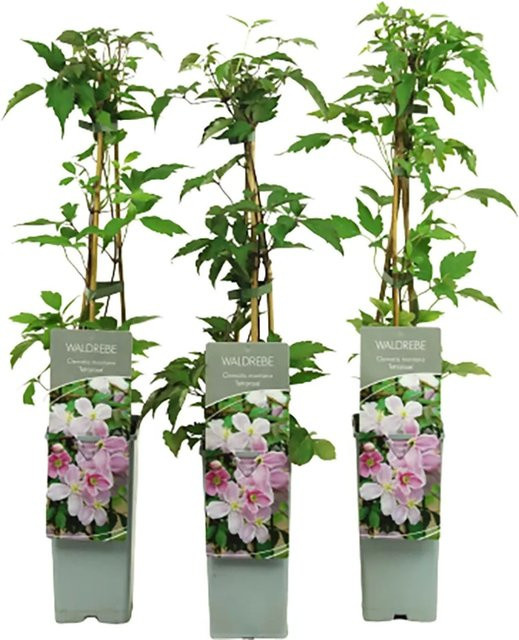 Clematis montana Tetrarose Rosa Kletterpflanze von GROW by OBI, Höhe: 40 - 60 cm - Bild 1