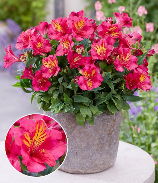 Winterharte Alstromeria Incalys Cherry im 12 cm XL-Topf - Bild 1