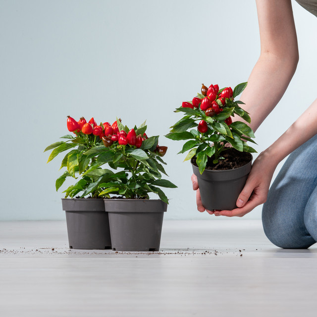 BLUME2000 Zierpaprika Rot Capsicum annuum, 3 Stück - Bild 1