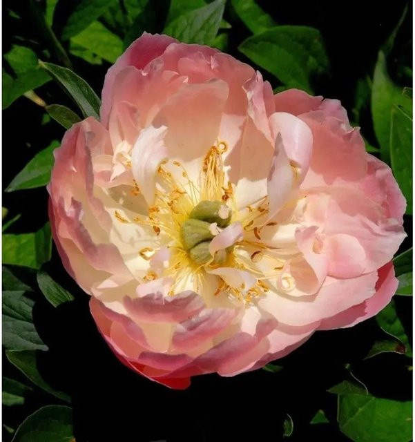 Edle Pfingstrose Coral Sunset Paeonia cult cultivar in Coral Pink von Nr-01.de - Bild 1