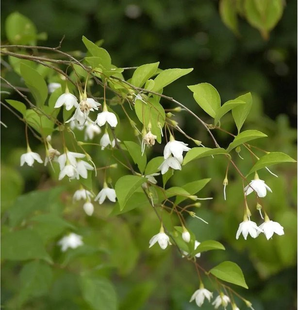 Styrax japonica Schneeglöckchenstrauch mit weißen Blüten, Höhe: 100-125 cm - Bild 1