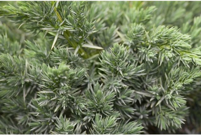 Juniperus Squamata Meyeri Blauer Zwergwacholder, Höhe: 35 cm - Bild 1