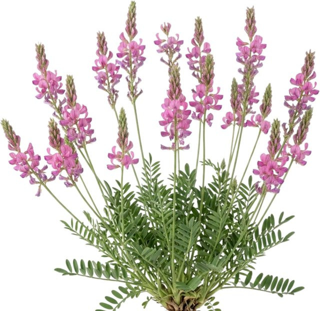 LaCaTho Esparsette Samen Onobrychis Viciifolia als Bienenweide mit 25000 Samen in Pink - Bild 1