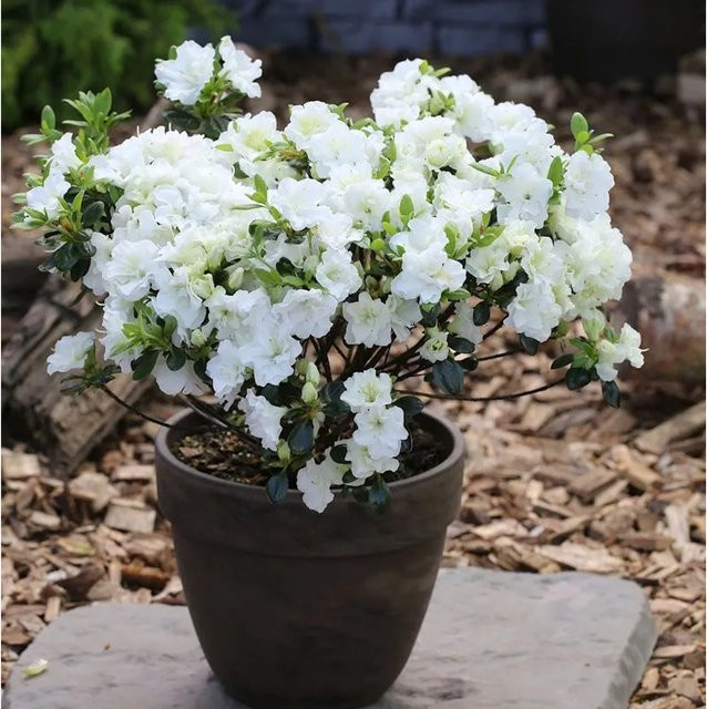 Japanische Azalee Inas Diamond Rhododendron obtusum Zwerg Alpenrose Höhe: 40-50 cm - Bild 1
