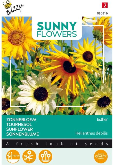Sonnenblume Esther Buzzy Sunny Flowers Samen von arborix für Voranzucht und Freiland, 1 g - Bild 1