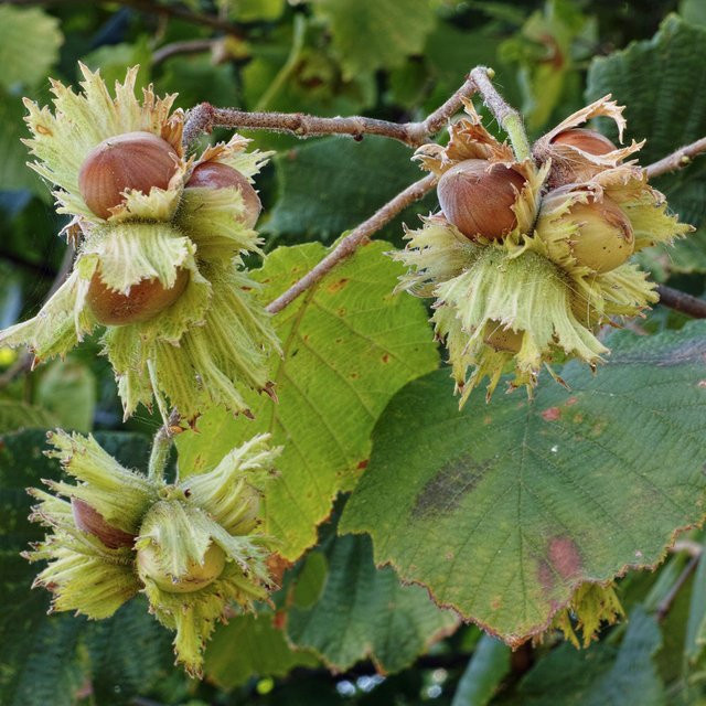 Haselnuss Corylus als Zierstrauch und Fruchtstrauch für deinen Garten von Mein schöner Garten Shop - Bild 1