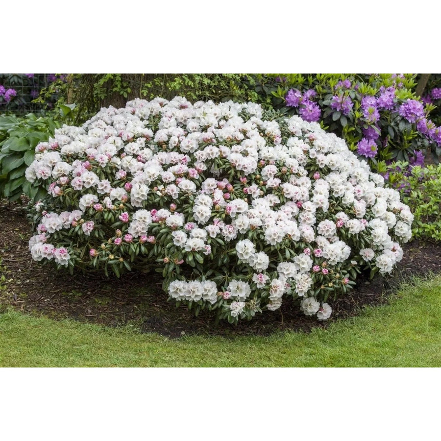 Rhododendron Yakushimanum Dreamland mit rosa Blüten, Zierstrauch für den Außenbereich, Höhe: 25 cm - Bild 2