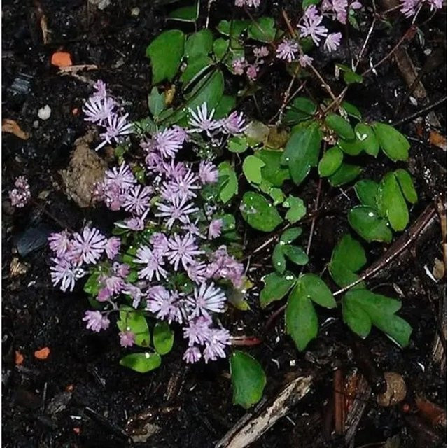 Thalictrum kiusianum Zwerg Wiesenraute als mehrjährige Solitärpflanze für Bauerngärten und Schnittblumen - Bild 1