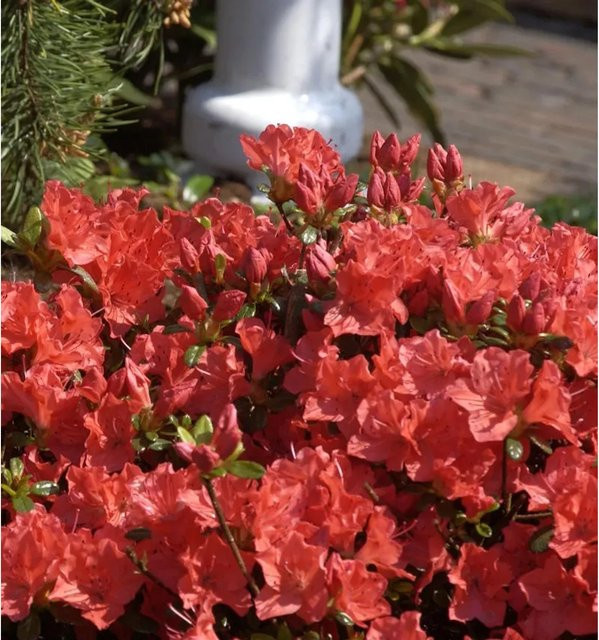 Japanische Azalee Geisha Orange Rhododendron obtusum als Strauch für den Garten - Bild 1