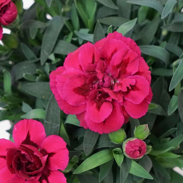 Gartennelke Oscar in Violett als mehrjährige Zierpflanze für deinen Garten und Balkon - Bild 1