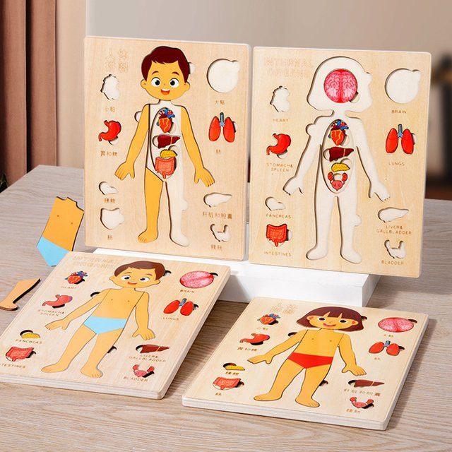 LOLOTREE Montessori-Puzzle Anatomie-Orgelmodell, Holz, Bunt / Mehrfarbig - Bild 1