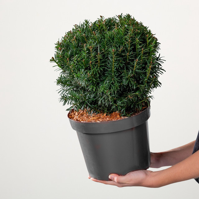 Eibe Schwarzgrün Kugel von BLUME2000 als Konifere für Garten und Kübel, Höhe: 120 cm - Bild 1
