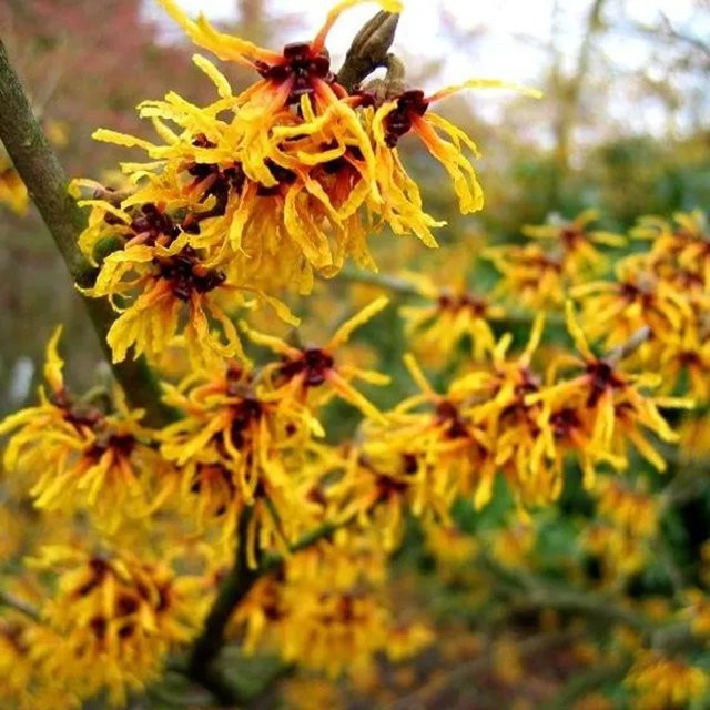 Arborix Zaubernuss Orange Beauty Hamamelis x intermedia mit orangefarbenen Blüten, 40 bis 60 cm Höhe - Bild 1